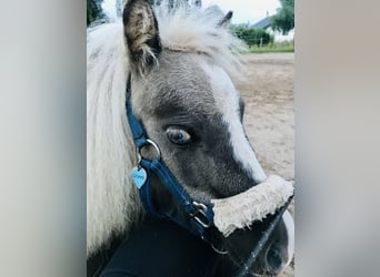 American Miniature Horse, Stallion, 11 years