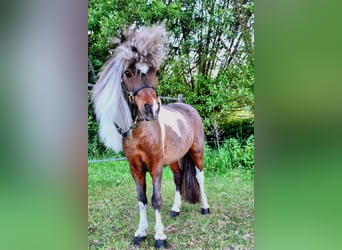 American Miniature Horse, Stallion, 14 years, 8,1 hh, Pinto