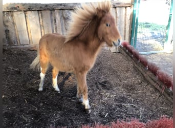 American Miniature Horse, Stallion, 1 year, 6.3 hh, Tobiano-all-colors