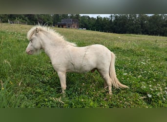 American Miniature Horse, Stallion, 1 year, 7,1 hh, White