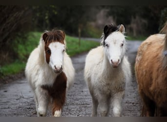 American Miniature Horse, Stallion, 1 year, 7,3 hh, Overo-all-colors