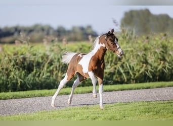 American Miniature Horse, Stallion, 1 year, 8.2 hh, Pinto