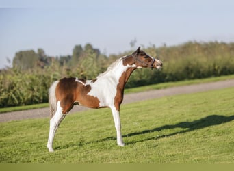 American Miniature Horse, Stallion, 1 year, 8.2 hh, Pinto