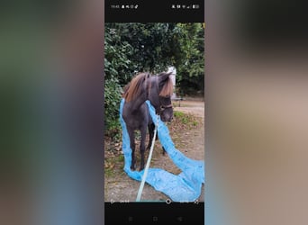 American Miniature Horse, Stallion, 1 year, 8 hh, Leopard-Piebald