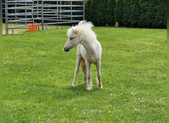 American Miniature Horse, Stallion, 1 year, 8 hh, Palomino
