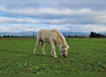 American Miniature Horse, Stallion, 1 year, 8 hh, Palomino