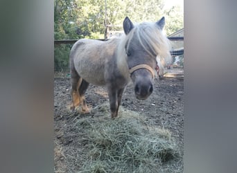 American Miniature Horse, Stallion, 1 year, 8 hh, Palomino