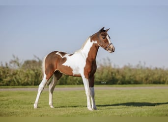 American Miniature Horse, Stallion, 1 year, 8 hh, Pinto