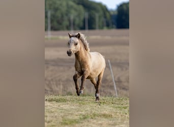 American Miniature Horse, Stallion, 1 year, 8,1 hh