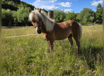 American Miniature Horse, Stallion, 1 year