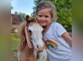 American Miniature Horse, Stallion, 1 year, Overo-all-colors