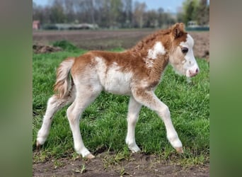 American Miniature Horse, Stallion, 1 year, Overo-all-colors