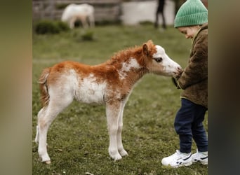 American Miniature Horse, Stallion, 1 year, Overo-all-colors