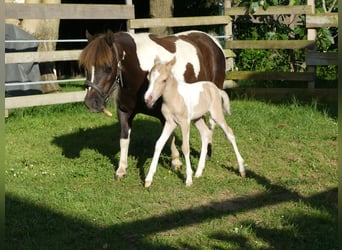 American Miniature Horse, Stallion, 1 year, Palomino