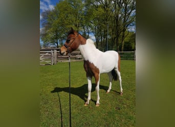 American Miniature Horse, Stallion, 1 year, Pinto