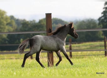 American Miniature Horse, Stallion, 1 year, Roan-Blue