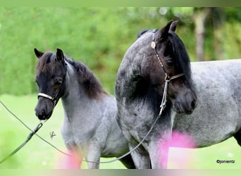 American Miniature Horse, Stallion, 1 year, Roan-Blue