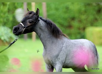 American Miniature Horse, Stallion, 1 year, Roan-Blue