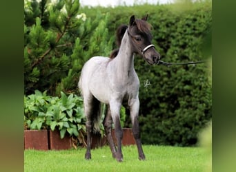 American Miniature Horse, Stallion, 1 year, Roan-Blue