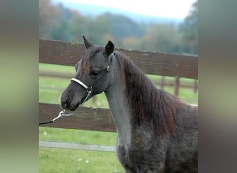 American Miniature Horse, Stallion, 1 year, Roan-Blue