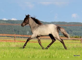 American Miniature Horse, Stallion, 1 year, Roan-Blue