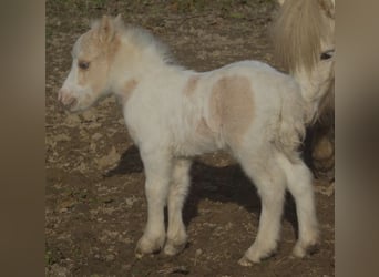 American Miniature Horse, Stallion, 21 years, Palomino