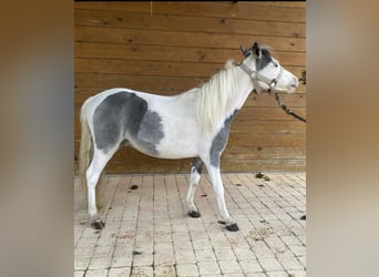 American Miniature Horse, Stallion, 2 years, 7.2 hh