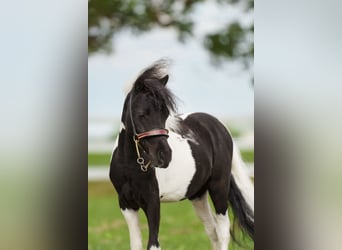 American Miniature Horse, Stallion, 2 years, 7.2 hh, Pinto