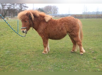 American Miniature Horse Mix, Stallion, 2 years, 8.1 hh, Chestnut-Red