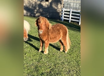 American Miniature Horse Mix, Stallion, 2 years, 8.1 hh, Chestnut-Red