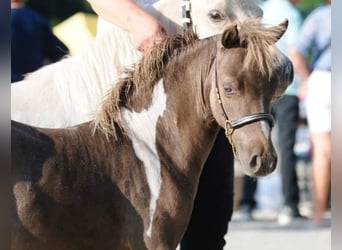 American Miniature Horse, Stallion, 2 years, 9.1 hh