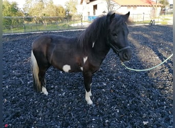 American Miniature Horse, Stallion, 2 years, 9 hh