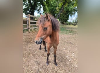American Miniature Horse, Stallion, 2 years, Brown