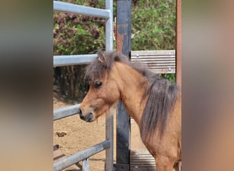 American Miniature Horse, Stallion, 2 years, Brown