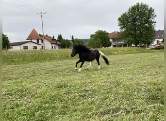 American Miniature Horse, Stallion, 3 years, 8.1 hh, Pinto