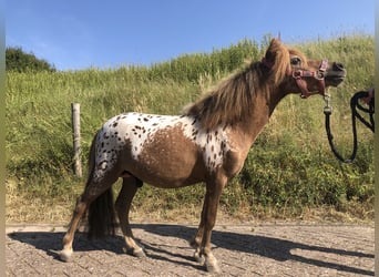 American Miniature Horse, Stallion, 3 years, 9.2 hh, Leopard-Piebald