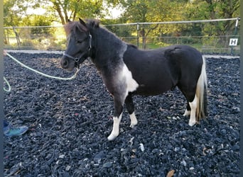 American Miniature Horse, Stallion, 3 years, 9 hh, Pinto