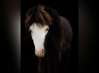 American Miniature Horse, Stallion, 3 years, Overo-all-colors