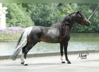 American Miniature Horse, Stallion, 4 years, 8 hh, Pinto