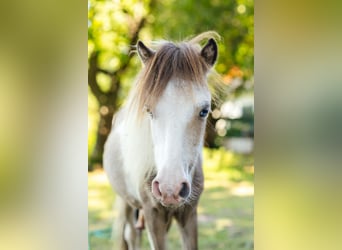 American Miniature Horse, Stallion, 4 years, 9 hh, Black
