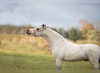 American Miniature Horse, Stallion, 4 years, 9 hh, Buckskin