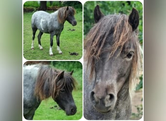 American Miniature Horse, Stallion, 4 years, Roan-Blue