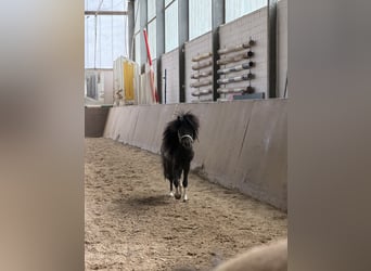 American Miniature Horse, Stallion, 6 years, 7.3 hh, Pinto