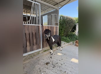 American Miniature Horse, Stallion, 6 years, 7.3 hh, Pinto
