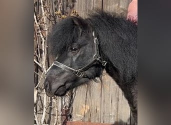 American Miniature Horse, Stallion, 6 years, 8 hh, Black