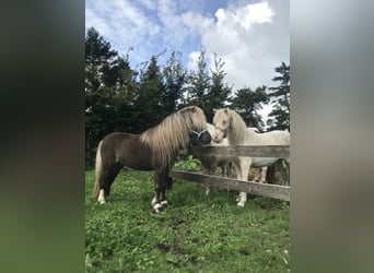 American Miniature Horse, Stallion, 7 years, 7,2 hh, Gray-Dapple