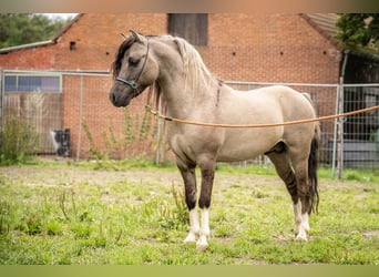 American Miniature Horse, Stallion, 8 years, 10.1 hh, Grullo