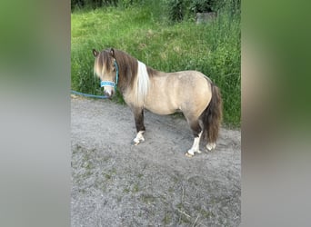 American Miniature Horse, Stallion, 9 years, 8.3 hh, Buckskin