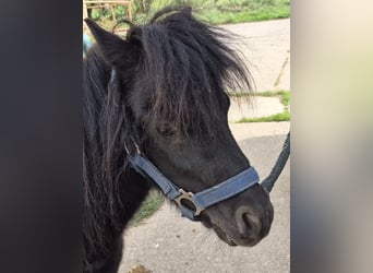 American Miniature Horse, Stallion, 9 years, 8 hh, Black