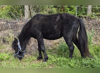 American Miniature Horse, Stallion, 9 years, 8 hh, Black